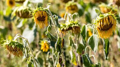 Von Hitze und Trockenheit geschädigte Sonnenblumen