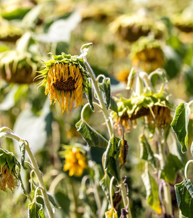 Von Hitze und Trockenheit geschädigte Sonnenblumen