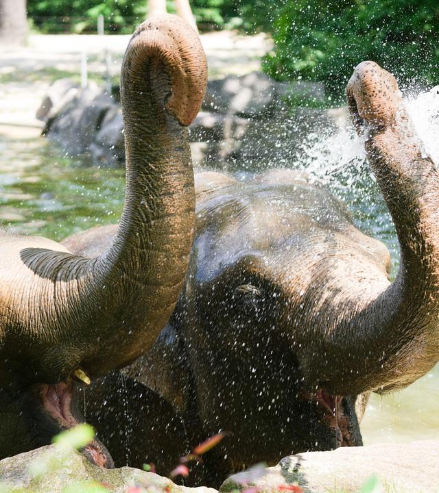 Auf dem Bild sieht man zwei Elefanten in einem Zoogehege. Sie befinden sich im Wasser und kühlen sich mithilfe ihres Rüssels ab.