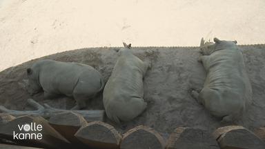 Zootiere ziehen sich aufgrund der Sommerhitze in den Schatten zurück.