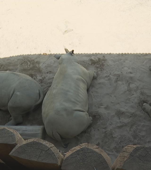 Zootiere ziehen sich aufgrund der Sommerhitze in den Schatten zurück.