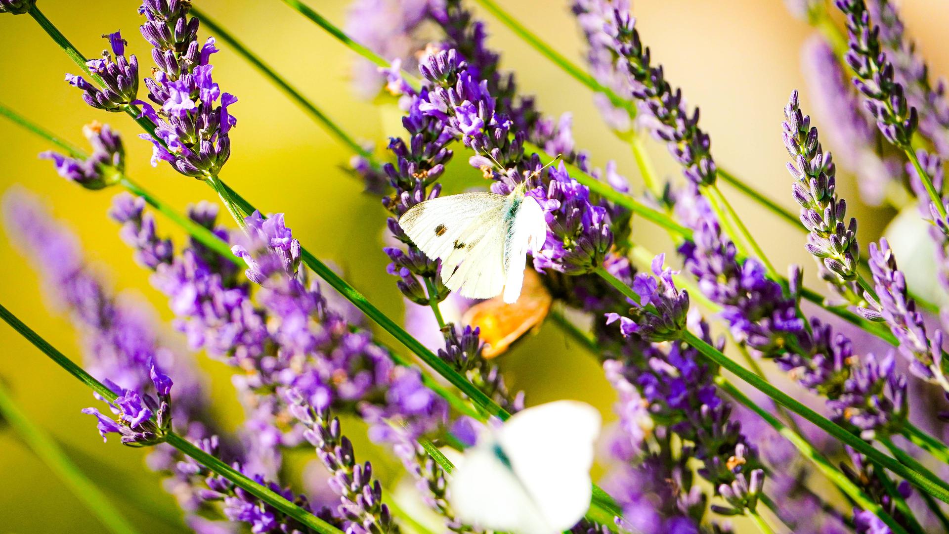 Lavendel mit Schmetterling