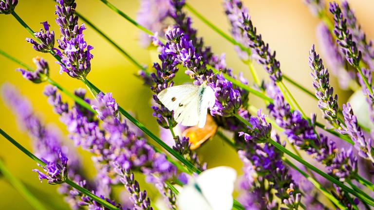 Lavendel mit Schmetterling
