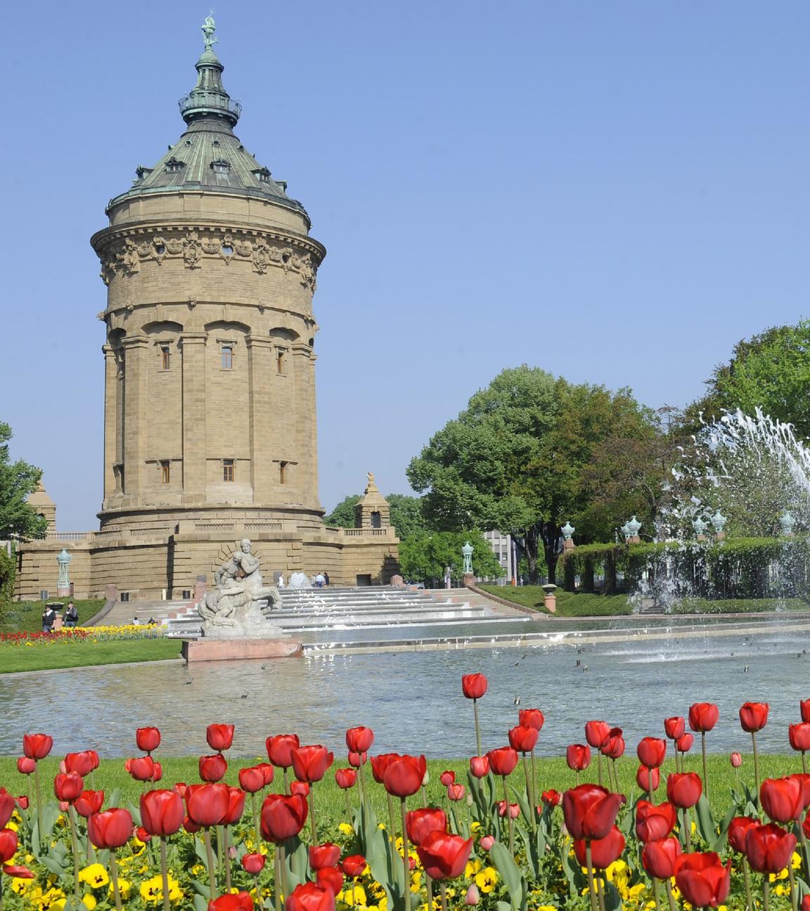 Tulpen blühen bei strahlendem Sonnenschein vor dem Wasserturm in Mannheim. 
