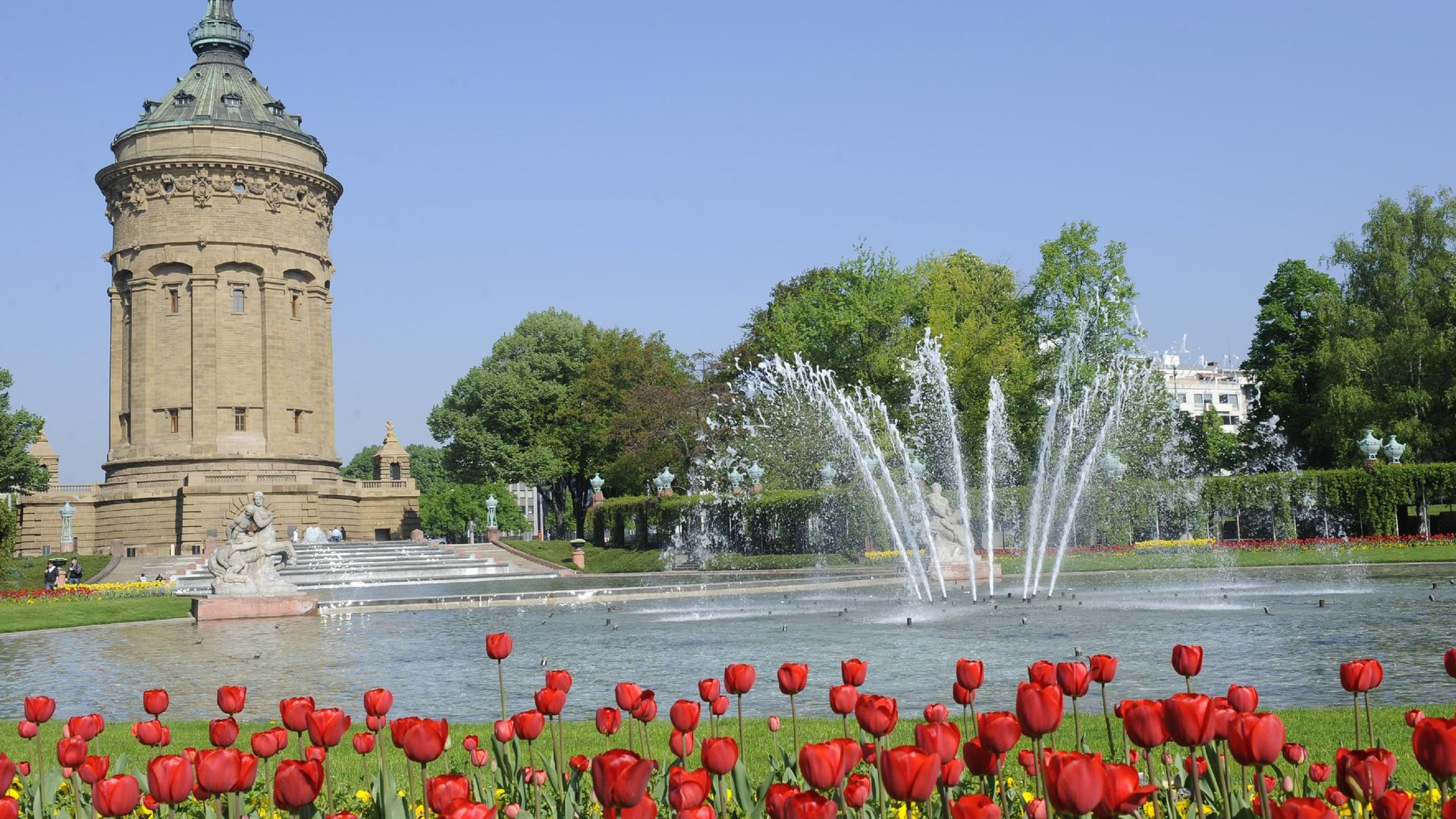 Tulpen blühen bei strahlendem Sonnenschein vor dem Wasserturm in Mannheim. 