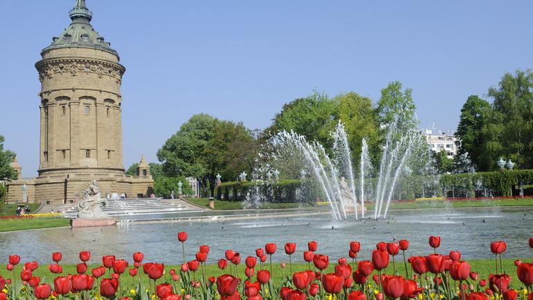 Tulpen blühen bei strahlendem Sonnenschein vor dem Wasserturm in Mannheim. 