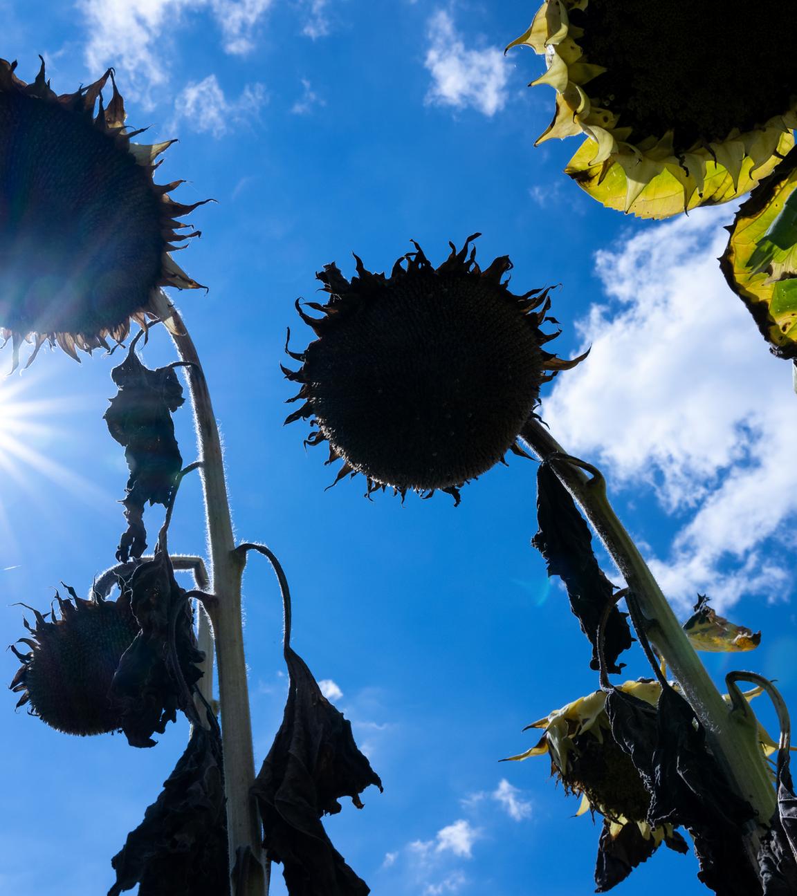 Symbolbild: Vertrocknete Sonnenblumen stehen in der Sonne auf einem Feld.