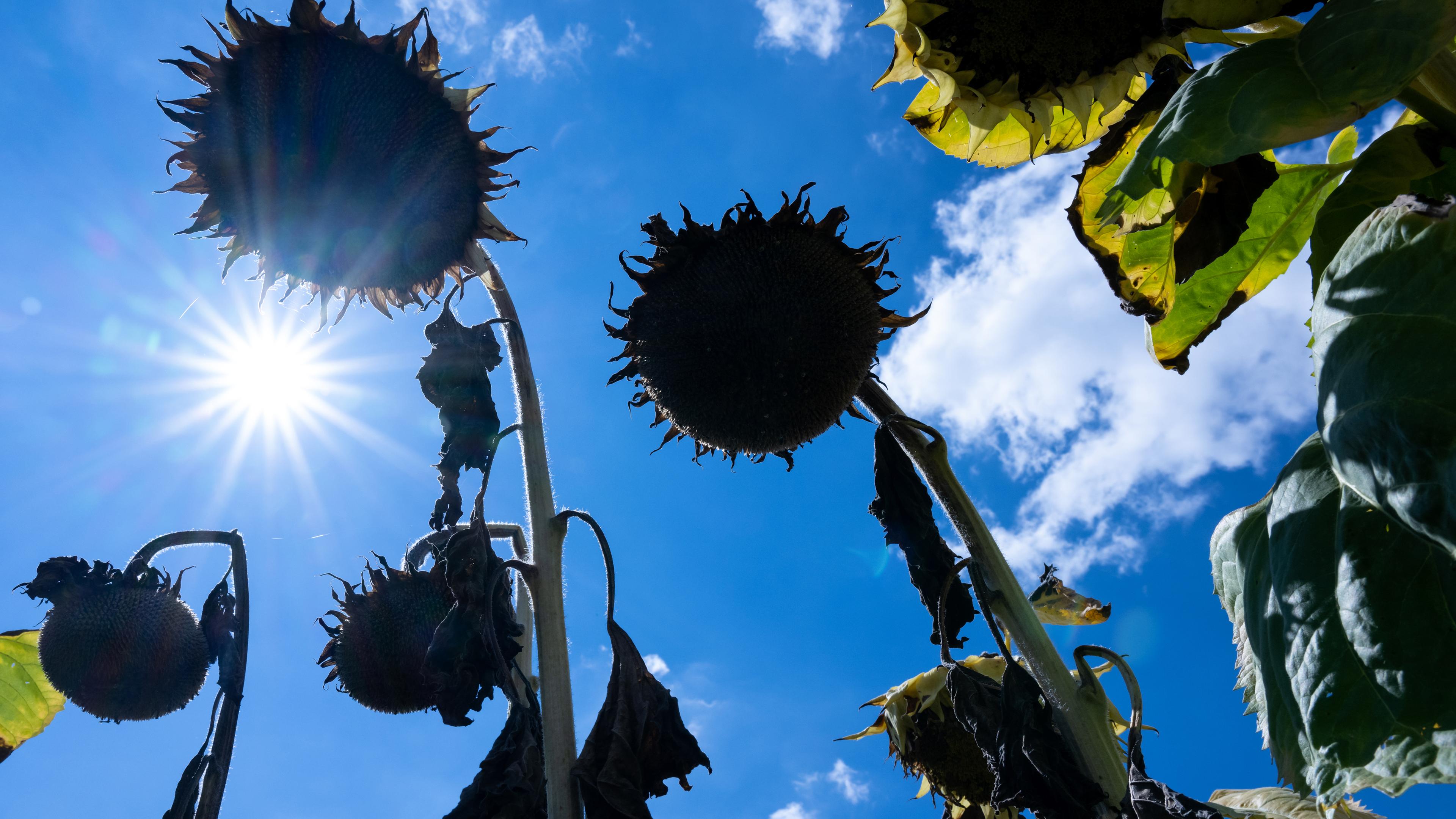 Symbolbild: Vertrocknete Sonnenblumen stehen in der Sonne auf einem Feld.