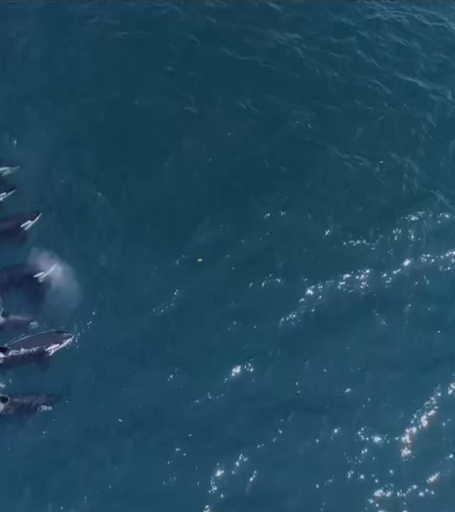 Orcaschule im Meer von oben