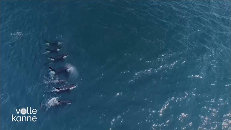 Orcaschule im Meer von oben