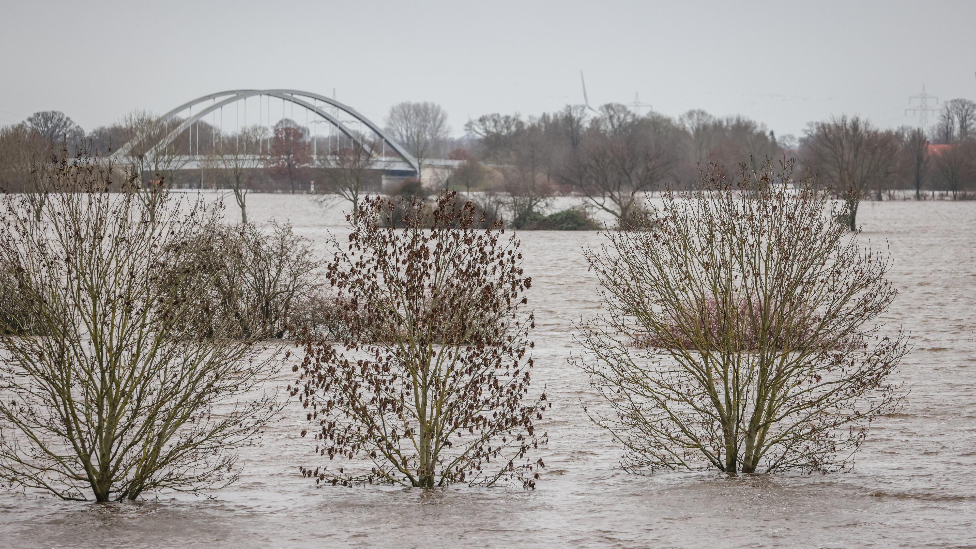 Bäume ragen aus dem Hochwasser der Weser in Achim-Baden