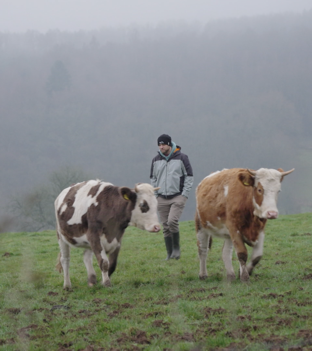 Ein Mann steht mit zwei Kühen auf einer Weide.