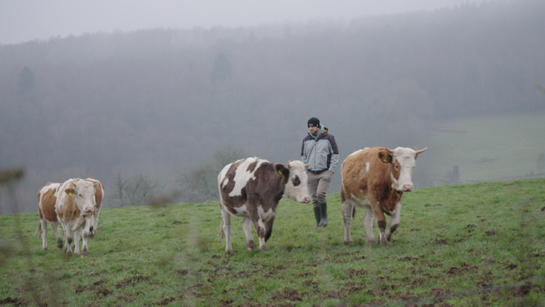 Ein Mann steht mit zwei Kühen auf einer Weide.