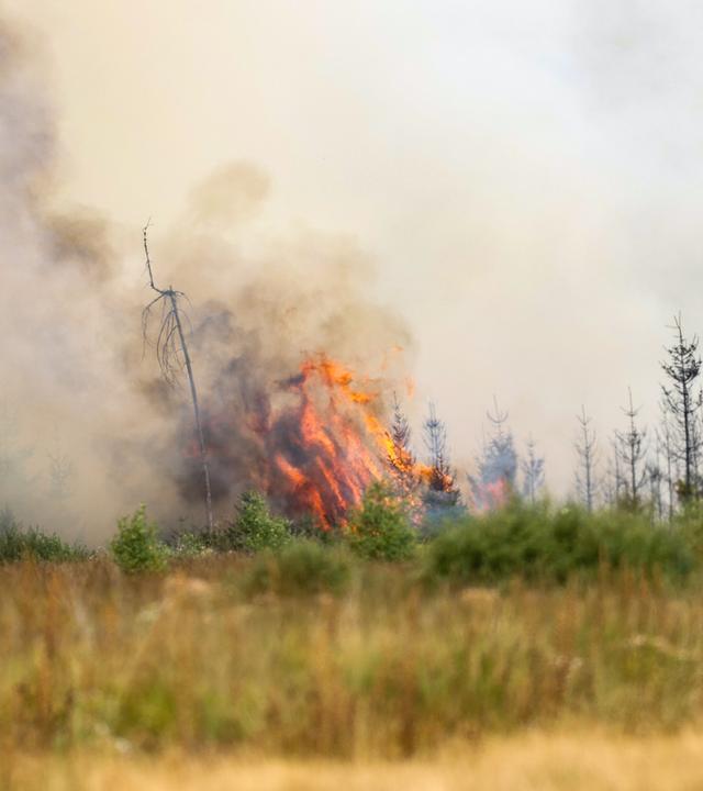  Flammen schlagen hoch in der Hochmoor- und Sumpflandschaft Hohe Venn unweit der deutschen Grenze.