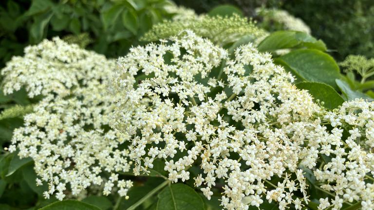 Holunderblüten hängen an einem Baum