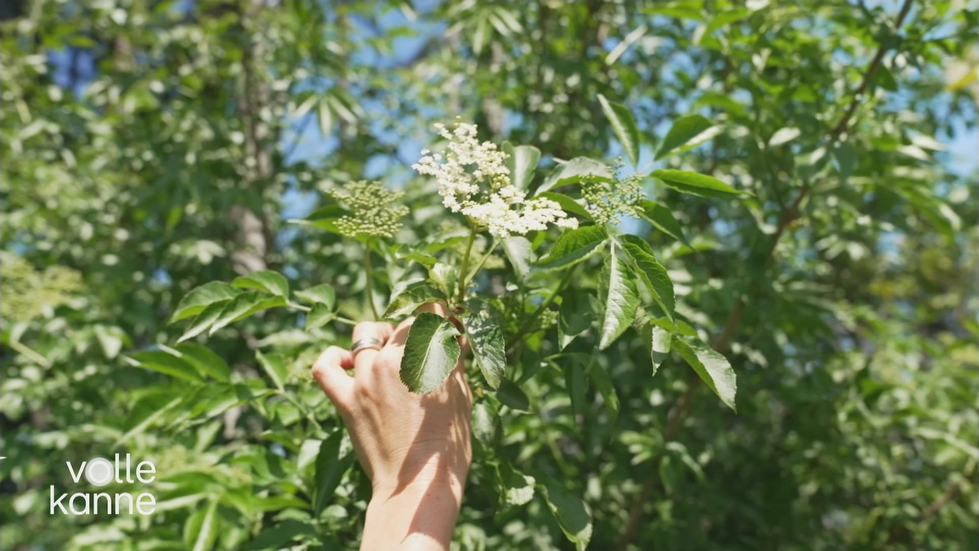 Holunderblüten