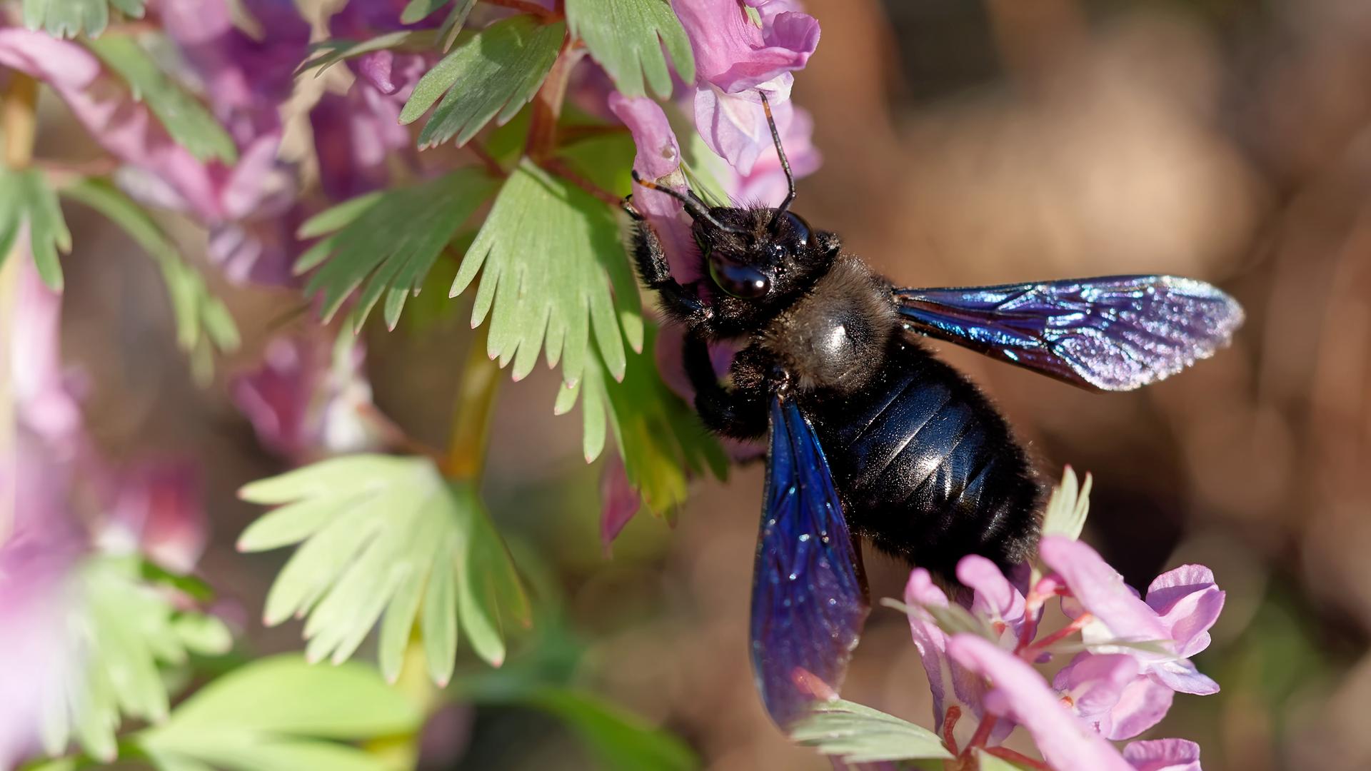 Eine blauschwarze Holzbiene saugt den Nektar aus einer pinken Blüte.