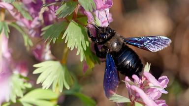 Eine blauschwarze Holzbiene saugt den Nektar aus einer pinken Blüte.