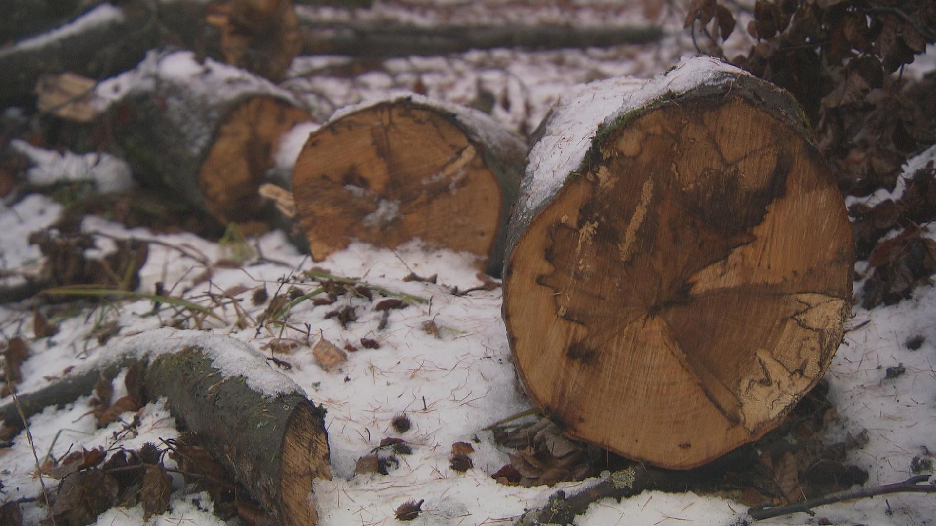Auf dem Bild sind drei gefällte Holzstämme zu sehen.