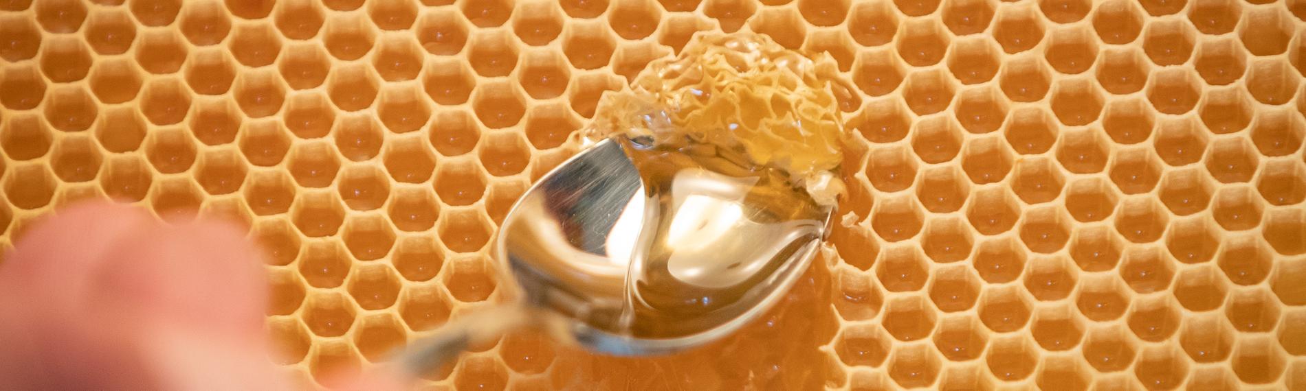 Mit einem Löffel wird Honig aus einer Bienenwabe entnommen.