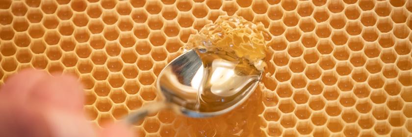 Mit einem Löffel wird Honig aus einer Bienenwabe entnommen.