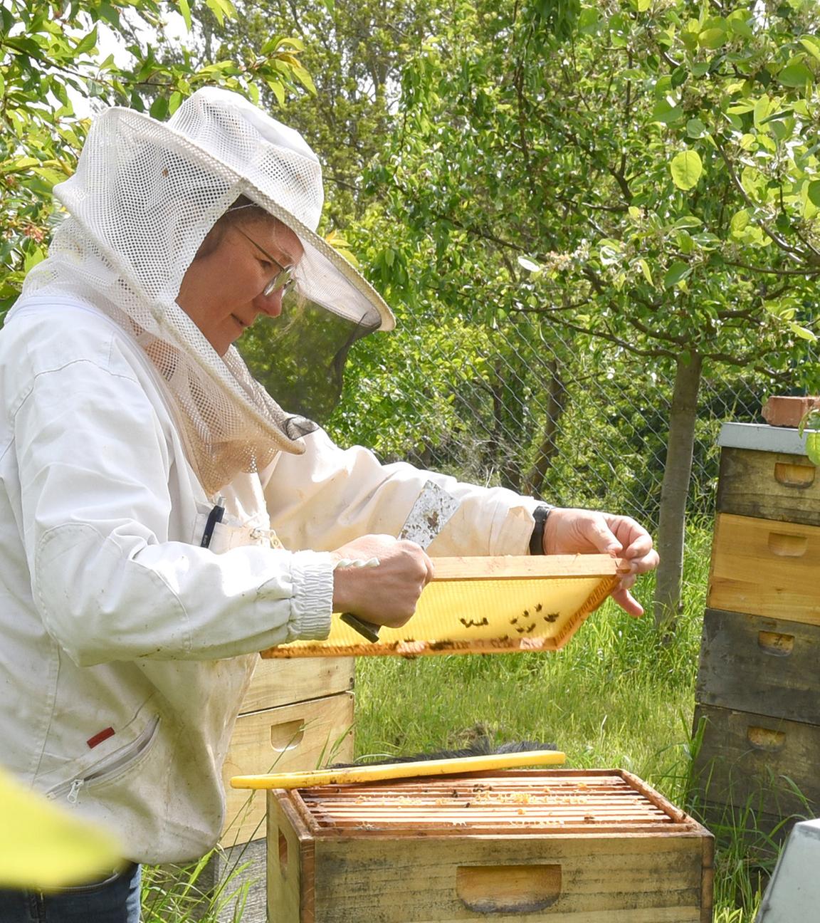 Hobbyimkerin Andrea Auster kontrolliert in ihrem Garten im Leipziger Südraum den Honig in den Waben eines Bienenstocks. (Archiv)