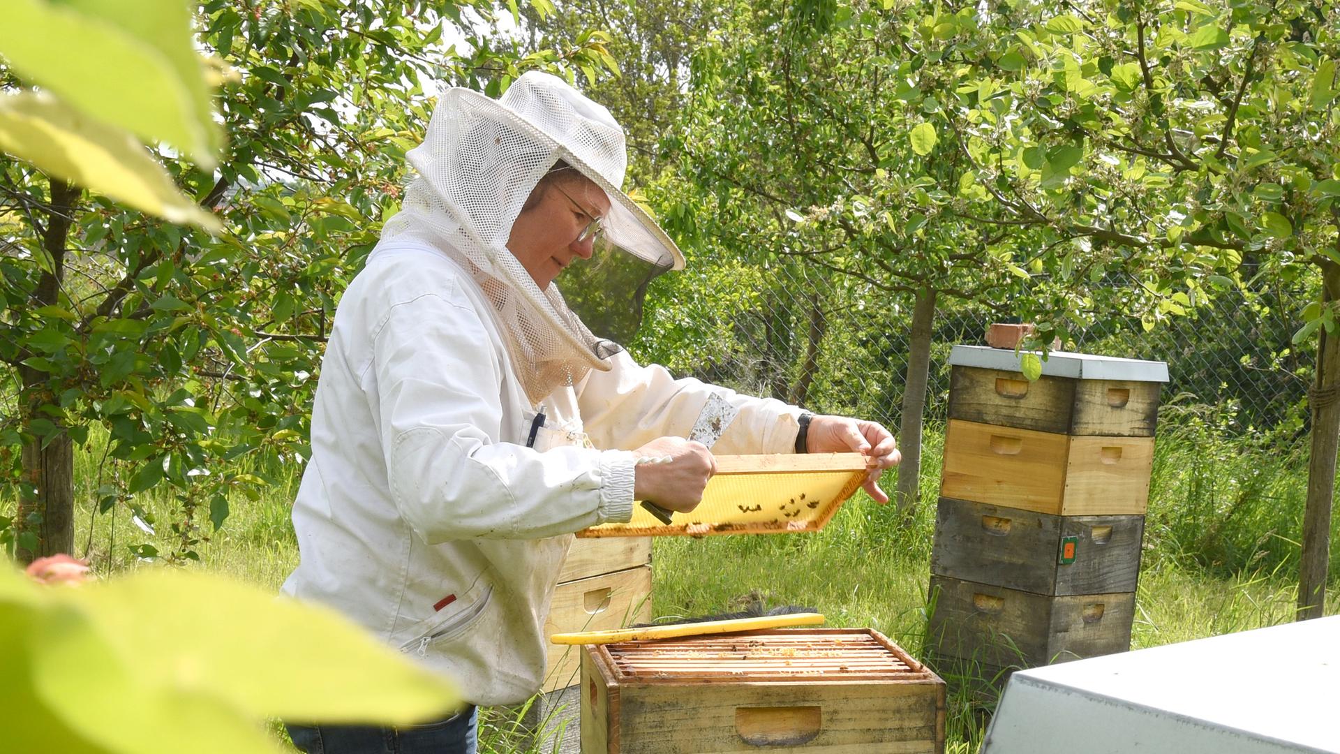 Hobbyimkerin Andrea Auster kontrolliert in ihrem Garten im Leipziger Südraum den Honig in den Waben eines Bienenstocks. (Archiv)