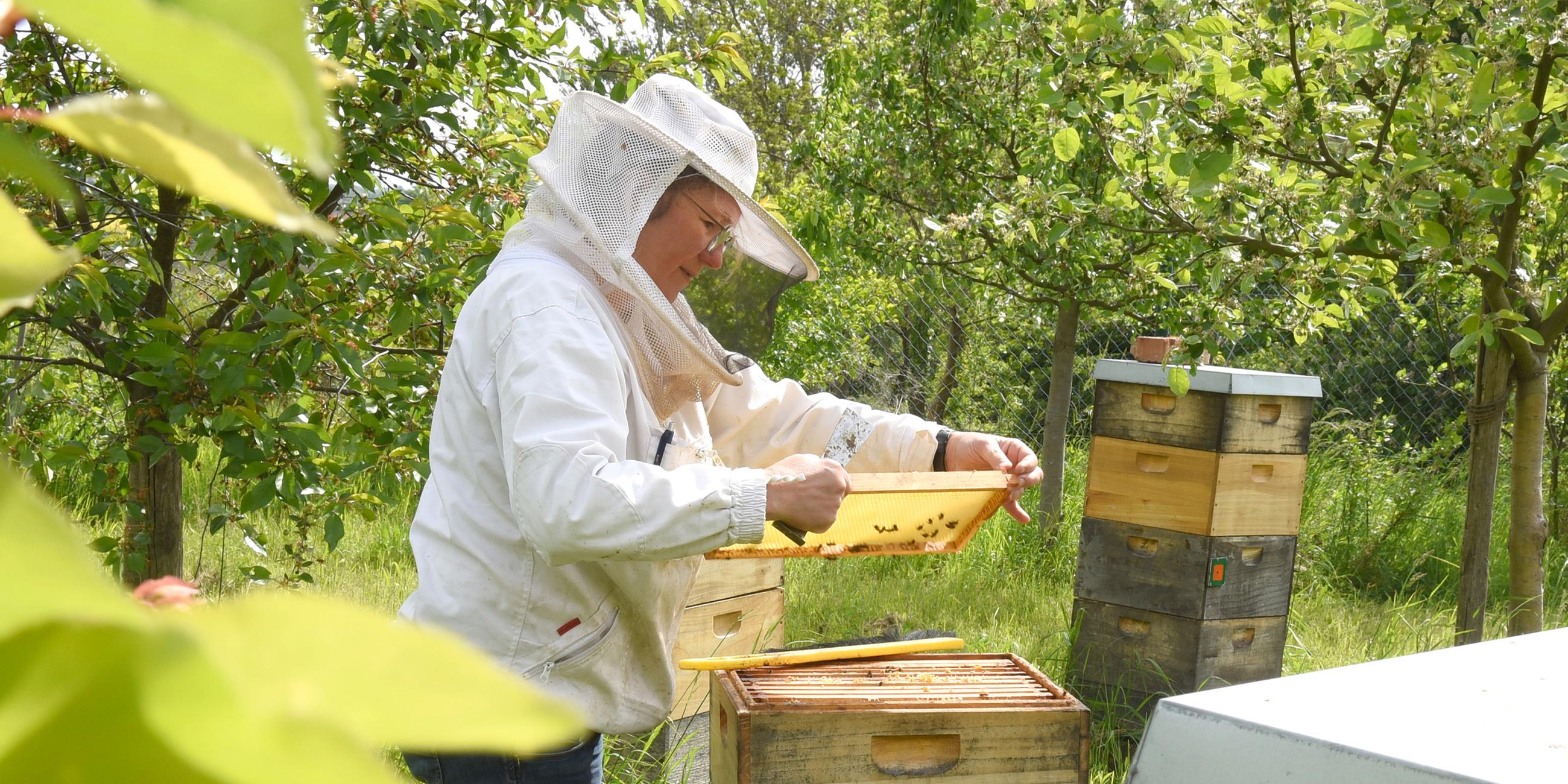 Hobbyimkerin Andrea Auster kontrolliert in ihrem Garten im Leipziger Südraum den Honig in den Waben eines Bienenstocks. (Archiv)