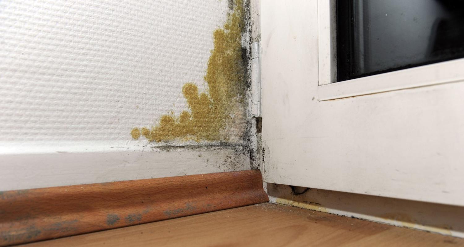 Schimmel an der Wand