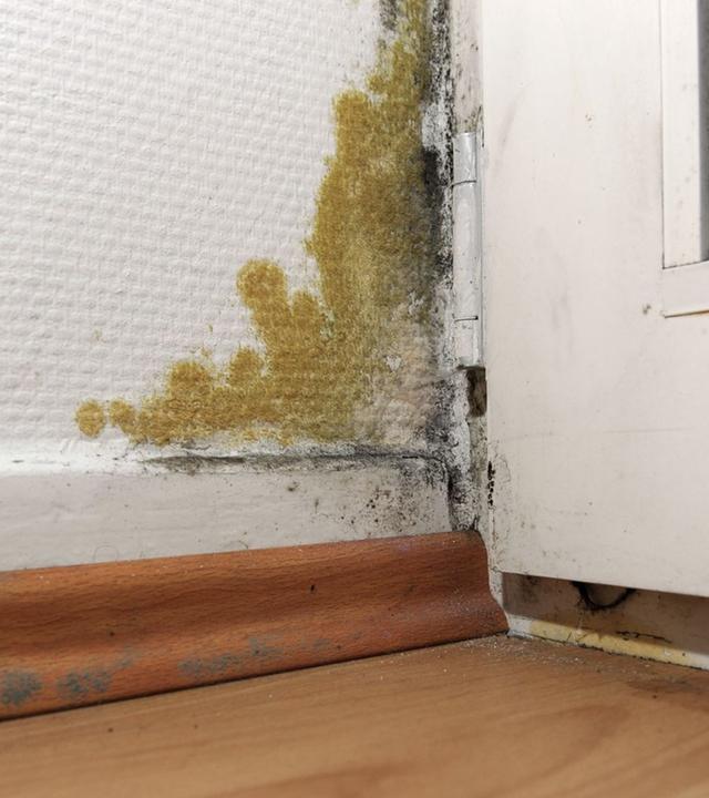 Schimmel an der Wand