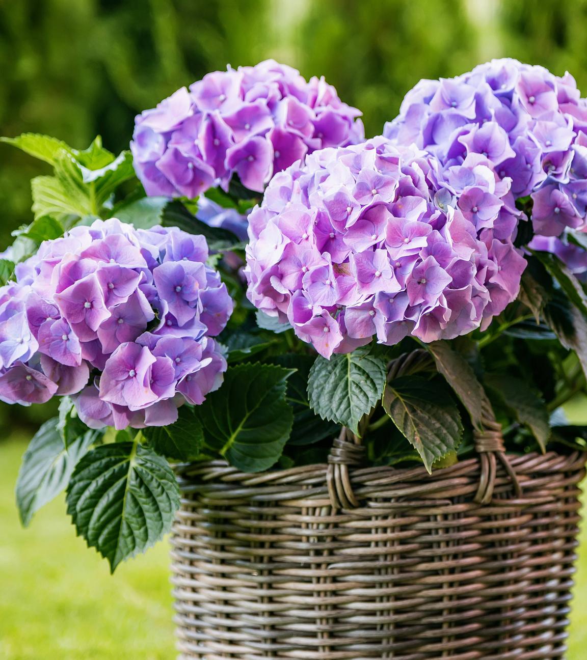 Eine Hortensie mit violetten Blüten steht in einem Korbtopf im Garten.