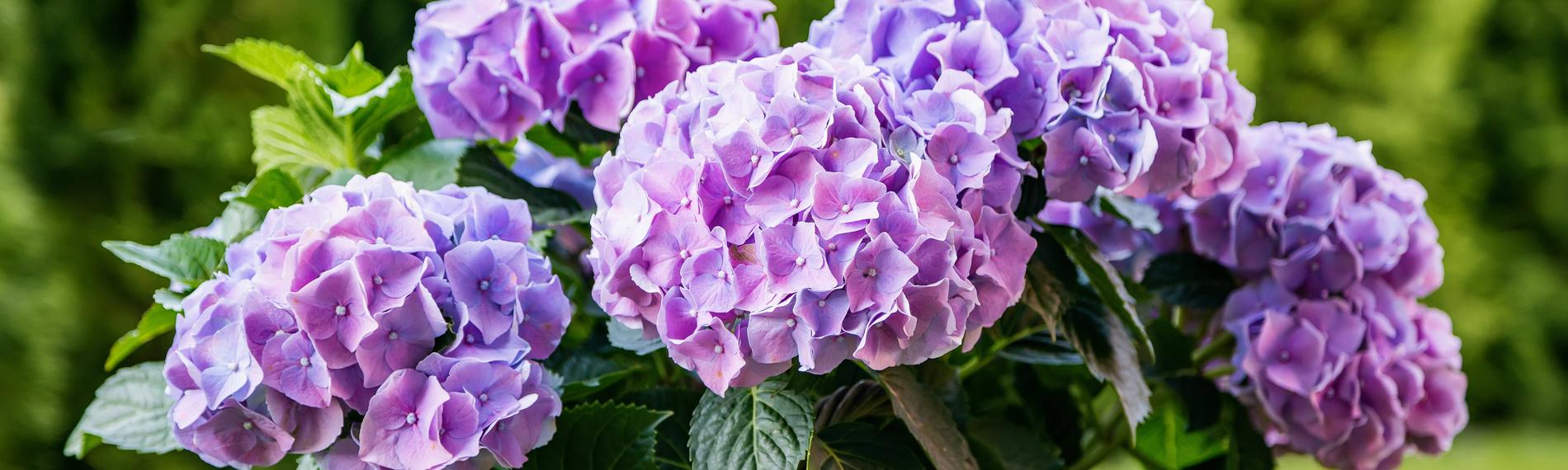 Eine Hortensie mit violetten Blüten steht in einem Korbtopf im Garten.