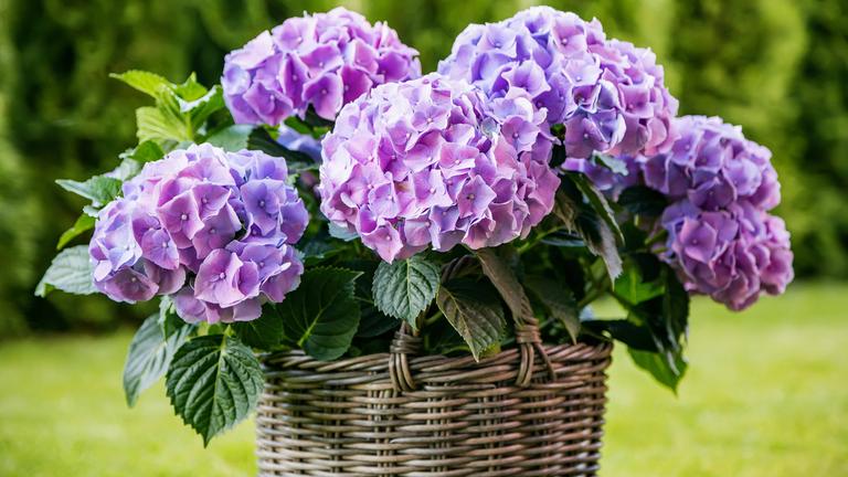 Eine Hortensie mit violetten Blüten steht in einem Korbtopf im Garten.