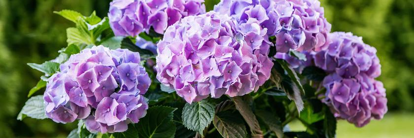 Eine Hortensie mit violetten Blüten steht in einem Korbtopf im Garten.