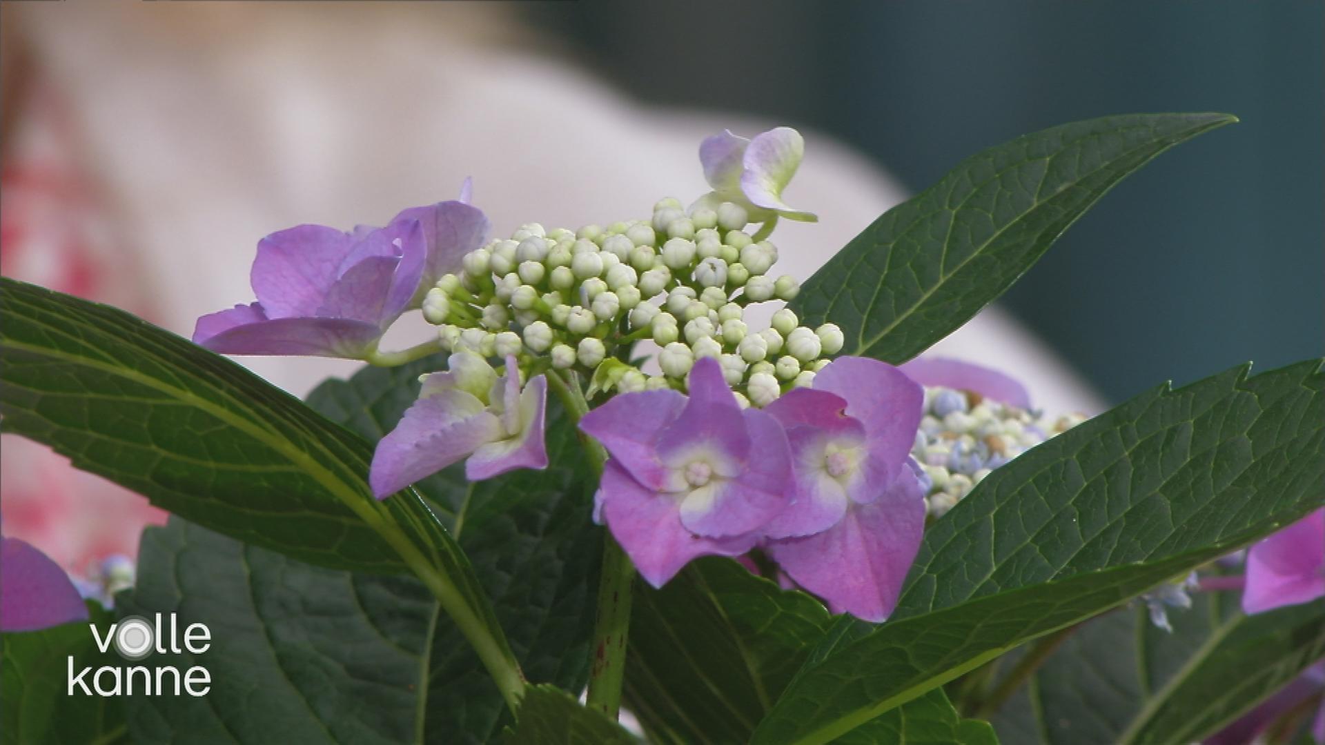 Die Blüte einer Hortensie