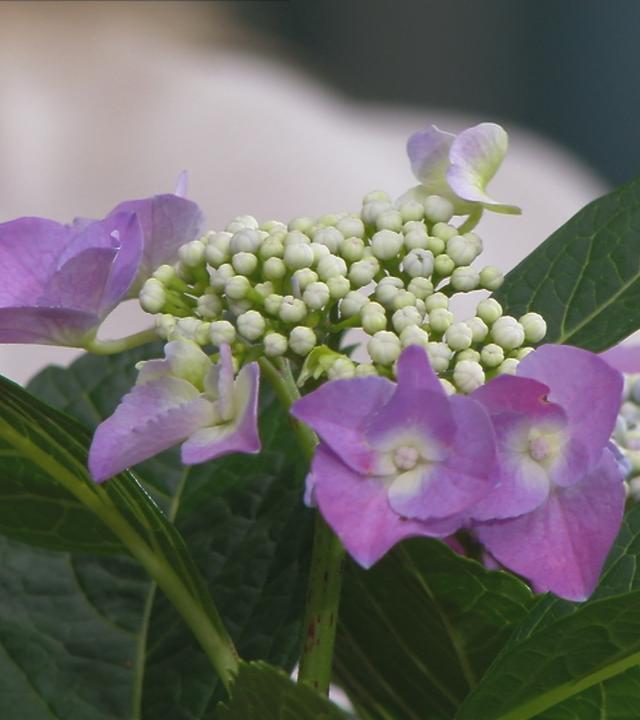 Die Blüte einer Hortensie