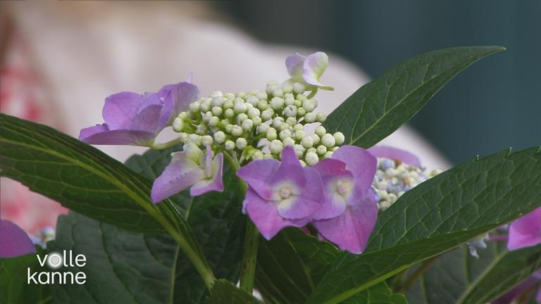 Die Blüte einer Hortensie