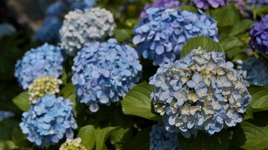 Nahaufnahme von blauen Hortensienblüten.