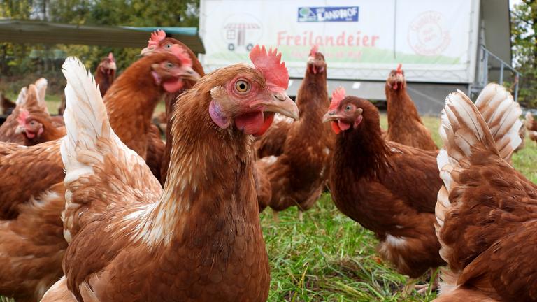 Hühner