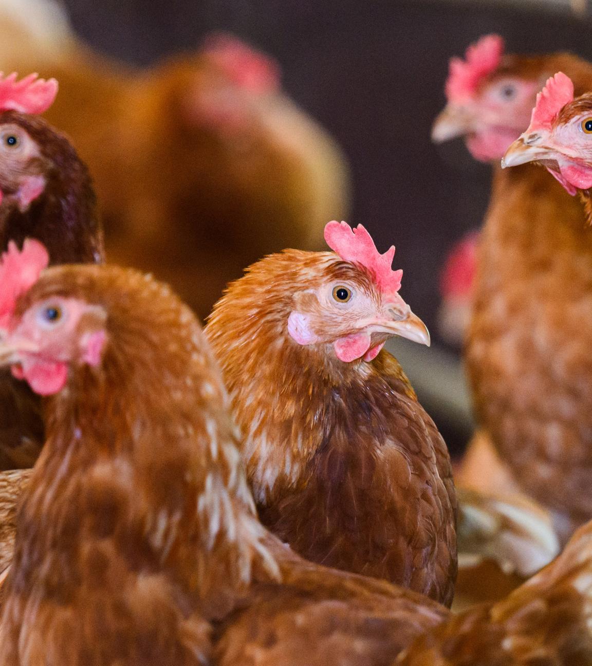 Hühner stehen in einem Stall eines Betriebes