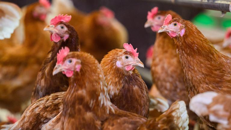 Hühner stehen in einem Stall eines Betriebes