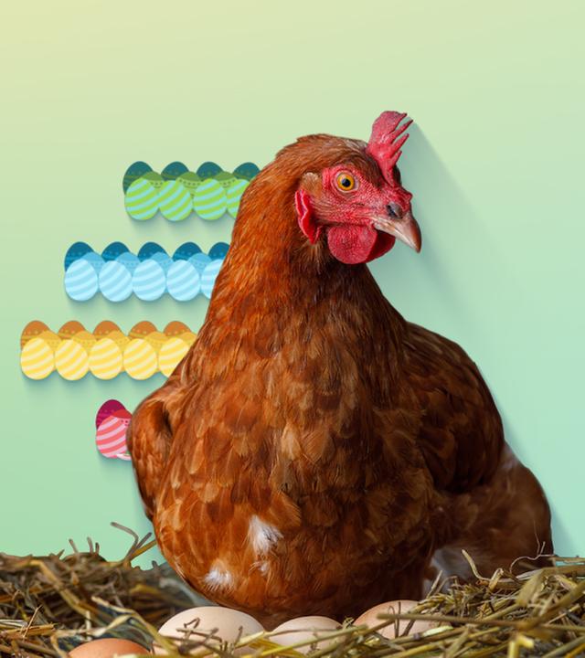 Ein Huhn sitzt auf einem Nest mit Eiern. Im Hintergrund sieht man gezeichnete, bunte Eier.
