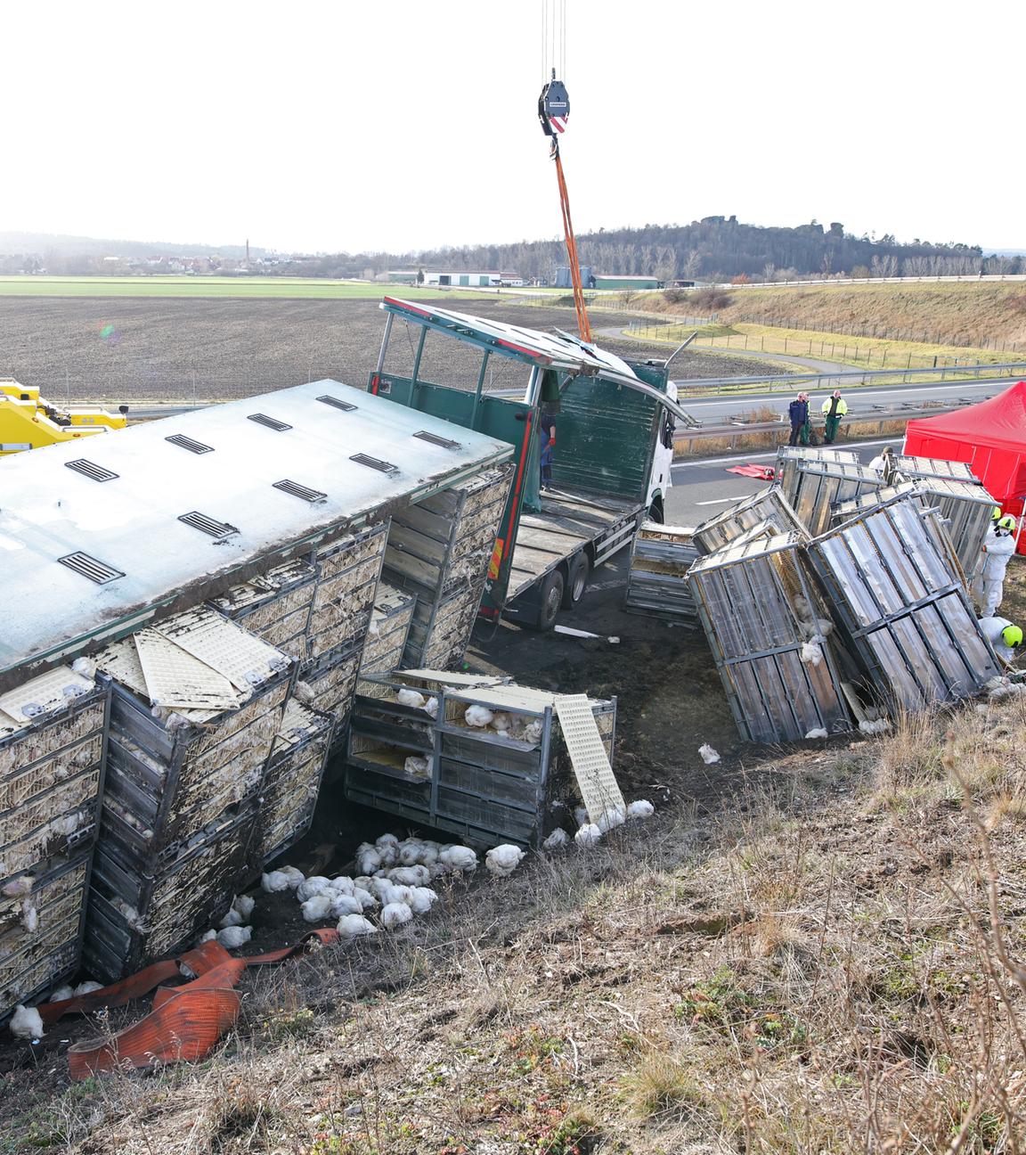 Ein Tiertransporter mit tausenden Hühnern ist auf der A36 bei Quedlinburg verunglückt