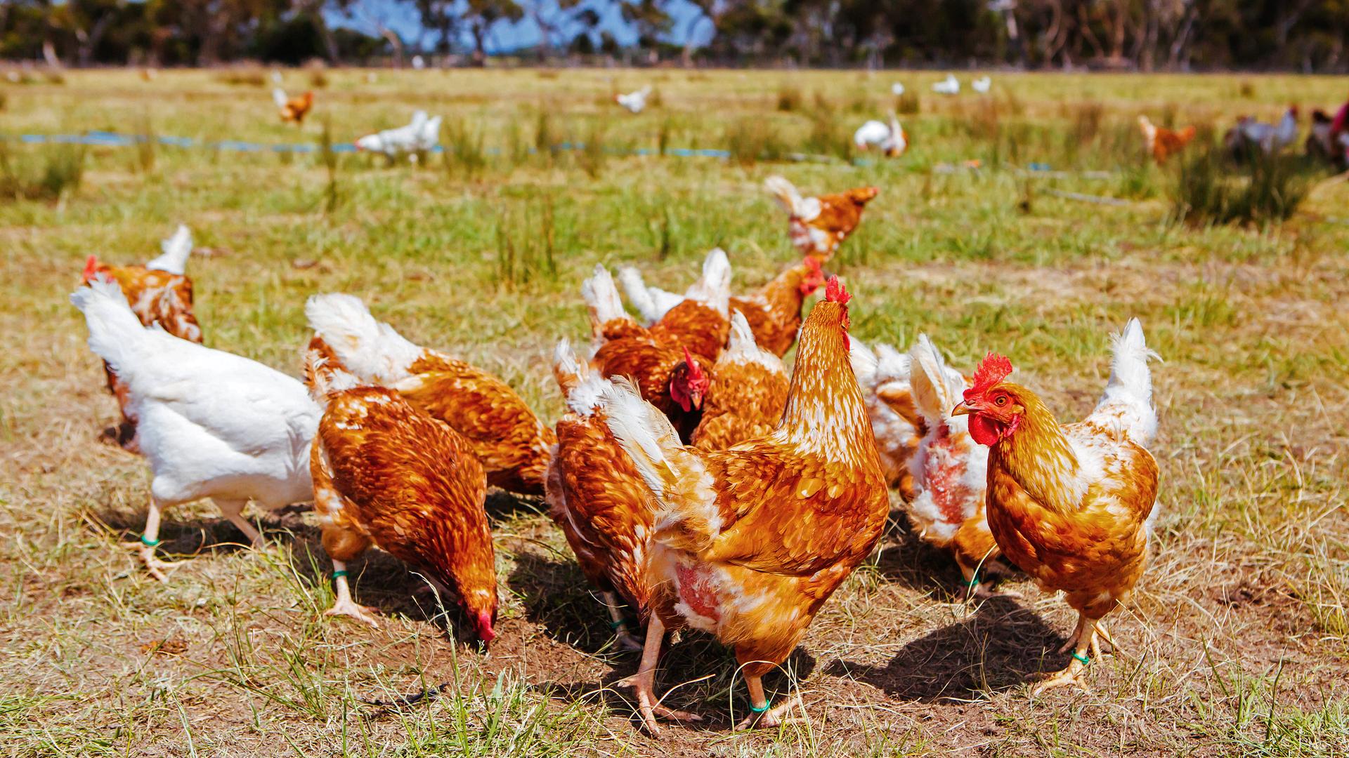 Hühnerherde 