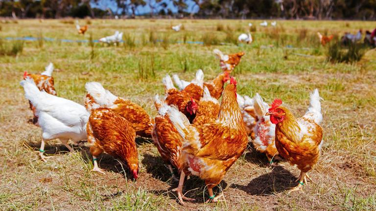 Hühnerherde 
