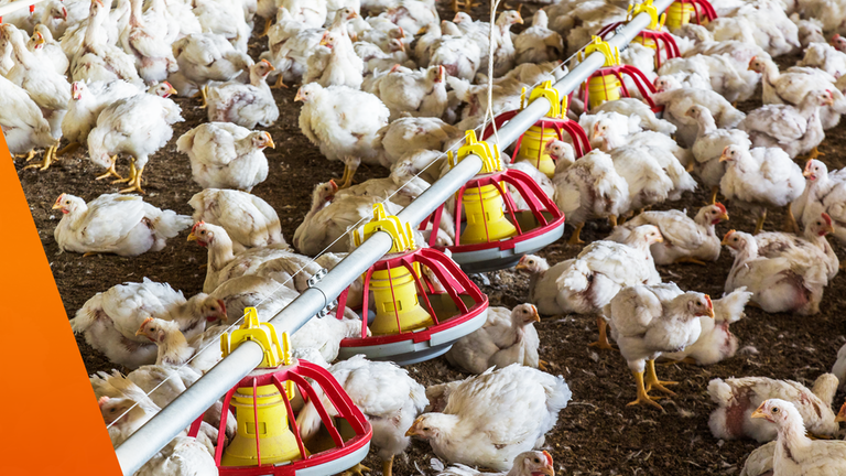 Hühner in einer Hühnermastfarm