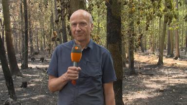 ZDF-Reporter Peter Böhmer im Hürtgenwald in der Eifel