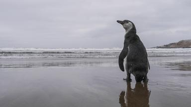 Archiv: Ein Humboldt-Pinguin, der in Dezember 2020 an dieser Stelle gerettet worden war und nun nach einer Reha wieder frei gesetzt wird, schaut an der Küste kurz zurück. Aufgenommen am 19.01.2021, in Chile, Zapallar 