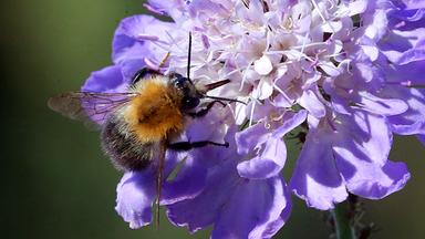 Das Foto zeigt eine Hummel, die auf der Blüte einer Blume sitzt