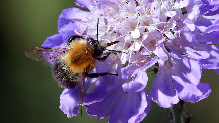 Das Foto zeigt eine Hummel, die auf der Blüte einer Blume sitzt